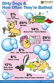 Your dog's individuality and your lifestyle make all the difference in how often, or infrequent you should give your dog a bath. How Often Should Dog Take Bath Hutomo
