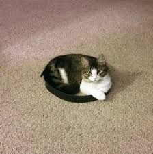 Here's how to trap your cat in 3 simple steps! How To Trap A Cat In 3 Easy Steps Cats Cat Traps Cute Animals
