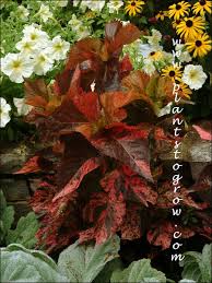 Image result for Acalypha manniana
