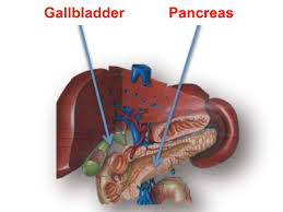 Image result for pancreas location