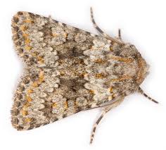 Image result for Hadena irregularis