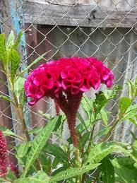 Check spelling or type a new query. Such An Unusual Flower Guyana 2014 Unusual Flowers Orchids Flowers