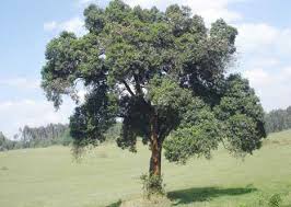 Image result for Warburgia ugandensis