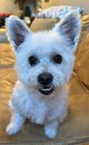 As we have now entered year 3 of living with Billy, he is no less of a  curiosity than he has ever been, he is still not sure what he is, he