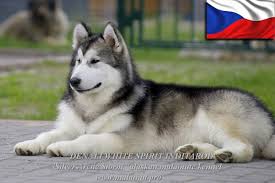 Video 4k e hd pronti per qualsiasi montaggio video digitale. Alaskan Malamute Alaska