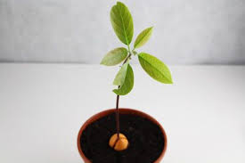 Avocado Avocadobaum Zuchten Pflanzen Und Pflege Avocado Baum