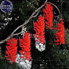 Image result for red perennial flowers
