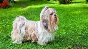 It is great for any female whose coat is golden or blonde but can be used for a pet with a heart of gold or one that is truly treasured. 250 Fantastic Shih Tzu Names My Dog S Name
