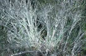 Image result for Eucalyptus angustissima