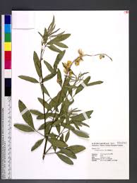 Image result for Crotalaria micans