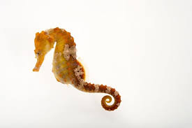 After about 20 days, the male gives birth to more than 1,000 tiny seahorses. Aqua Facts Aquaworld