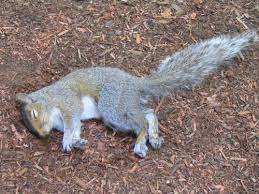 Dead Squirrel Sigh Animals Dead Squirrel Squirrel