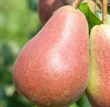 Image result for Pycreus pauper