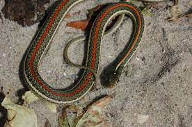 Commonly found around permanent bodies of water because they feed on fish and frogs. Redstripe Ribbon Snake Thamnophis Proximus Rubrilineatus Rossman 1963 In The Wild And In Captivity Steven Bol Garter Snakes