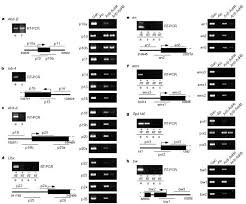 It should not be considered specific investment advice, does not take into. General Transcription Factors Bind Promoters Repressed By Polycomb Group Proteins Nature