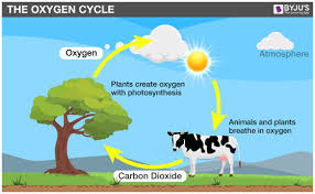 Difference between plant cell and animal cell class 9 byju's. Oxygen Cycle Earth Science Activities Oxygen Carbon Dioxide Oxygen Cycle