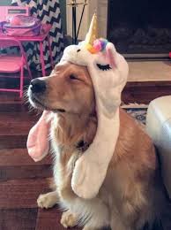 Weitere ideen zu süße tiere, tiere, katzen. Bildschirmarbeiter Picdump 24 11 2017 Hundebabys Babytiere Niedliche Tierbabys