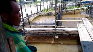 Ikan Nila Di Keramba Jaring Tancap Youtube