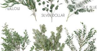 They are commonly known as eucalypts. Top 5 Sage Green Eucalyptus Fiftyflowers