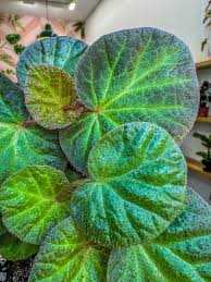 Image result for Begonia