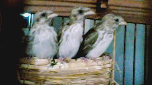 Perbedaan burung cockatiel jantan dan betina selanjutnya adalah yang betina lebih agresif dan mereka lebih cenderung mendesis dan menggigit. Mencetak Blacksang Unggulan Perawatan Dan Panduan Awal Penangkaran Om Kicau