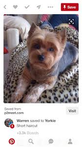 pin by mariana angulo grenon on bella yorkie terrier yorkie dogs yorkie haircuts