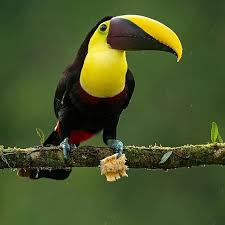 Birds Nature Instagram Photos And Videos Nature Photography Bird Photography Pretty Birds