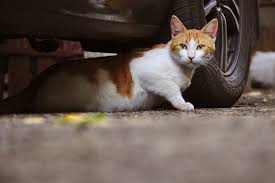 Many feral cat colonies have been eliminated due to people feeding wildlife. Stray And Feral Cats How To Help Them