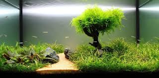 Freshwater Live Plant Aquarium Setup Planted Aquarium Live Aquarium Plants Aquascape