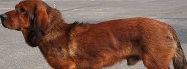 Image result for alpský brakýř jezevčíkovitý