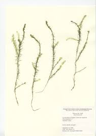 Image result for Mayacaceae