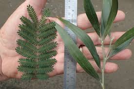 Image result for Acacia melanoxylon