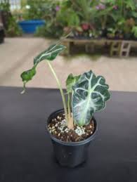 Image result for Orbea schweinfurthii