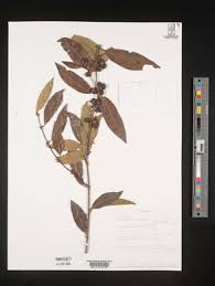 Image result for Polysphaeria lanceolata