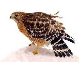 2017 hawks on hawks (video documentary short) self. Nature Notes The Red Hawks Travel And Outdoors Fredericknewspost Com