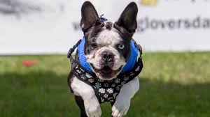 Not only will you be providing a pet a loving house, but you'll also be providing. Dog Adoption Fairs Colorado Springs