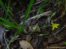 Image result for Hypoxis angustifolia
