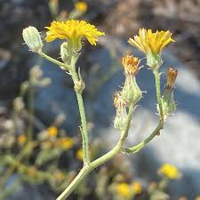 Image result for Crepis
