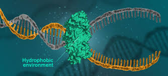 Deoxyribonucleic acid, or dna, is a polymer of nucleotides linked together by specific bonds known as phosphodiester bridges. Hydrophobic Forces And Not Hydrogen Bonds Found To Hold Dna Together