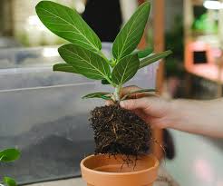 Image result for F%EDkus Ficus