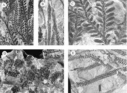 Image result for Selaginella cathedrifolia