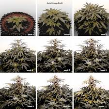 Lighting is one of the most important factors in indoor horticulture. Cannabis Flowering Stage How To Guide Dutch Passion