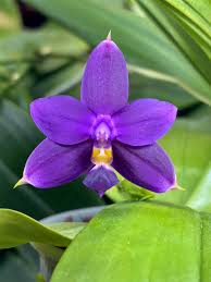 Image result for Landolphia violacea