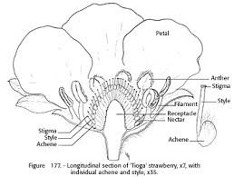 So, here is how to pollinate strawberries using three different methods. Chapter 7 Small Fruits And Brambles