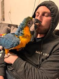 Snakes invade birdhouse with baby birds inside