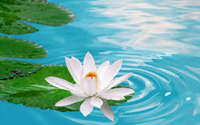Download Lotus Flower Wallpapers Desktop For Widescreen Wallpaper Subwallpaper Lotus Flower Wallpaper Beautiful Flowers Wallpapers Wallpaper Nature Flowers