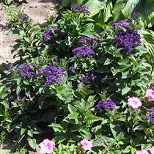 Image result for Heliotropium lineare