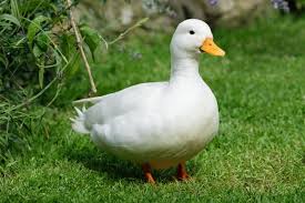 They don't like change at all. How To Keep Ducks Duck Keeping Tips For Beginners