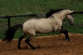 Dunskin Lusitano Dannus Horses Lusitano Horse Beautiful Horses
