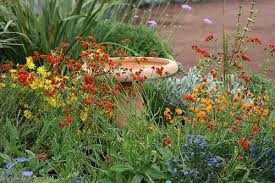 Image result for Emilia violacea